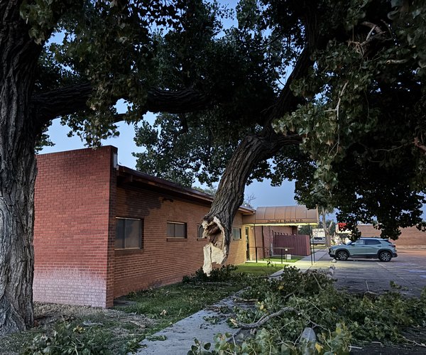 tree dr beahm 2025