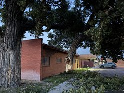 tree dr beahm 2025