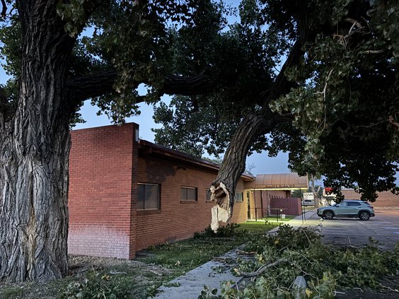 tree dr beahm 2025