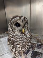 barred owl 2025