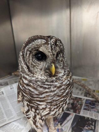 barred owl 2025