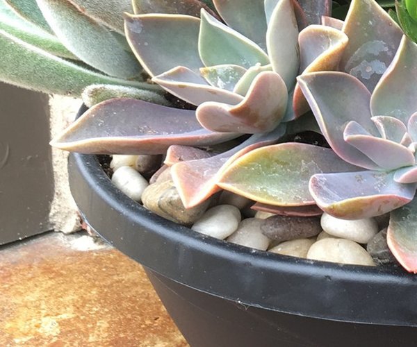 loc_lgp_myerscolumnpic