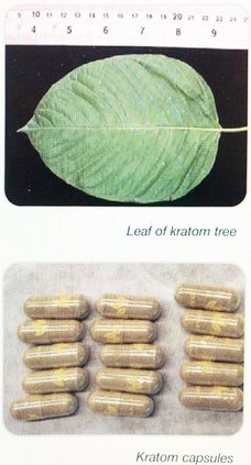kratom leaf and capsules