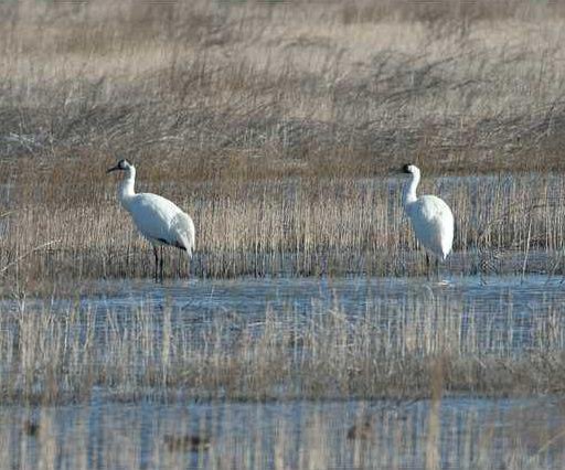 new kl whooping cranes