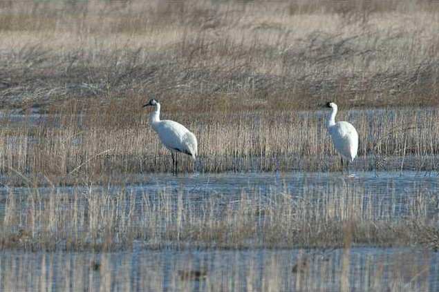 new kl whooping cranes