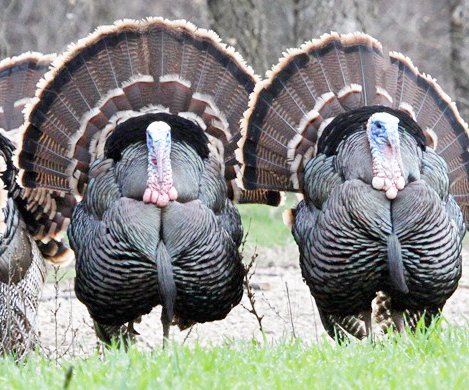 turkeys