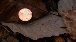 edi_lgp_medinaartwork