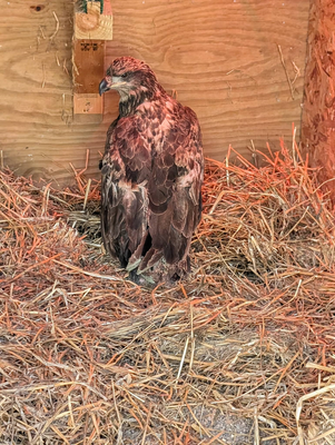 juvenile eagle