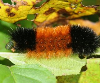 agri_lgp_campbellcolumnpic