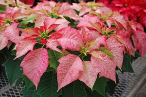 loc_lgp_myerscolumnpic