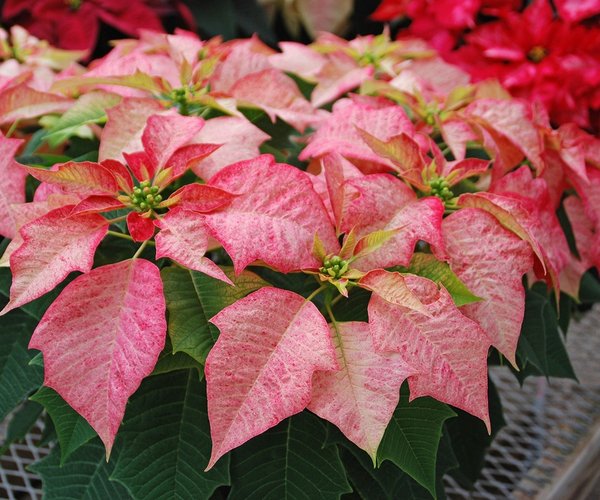 loc_lgp_myerscolumnpic