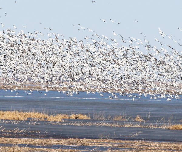 witt snow geese