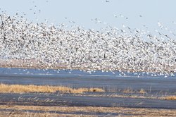 witt snow geese