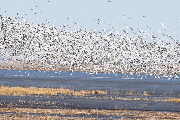 witt snow geese