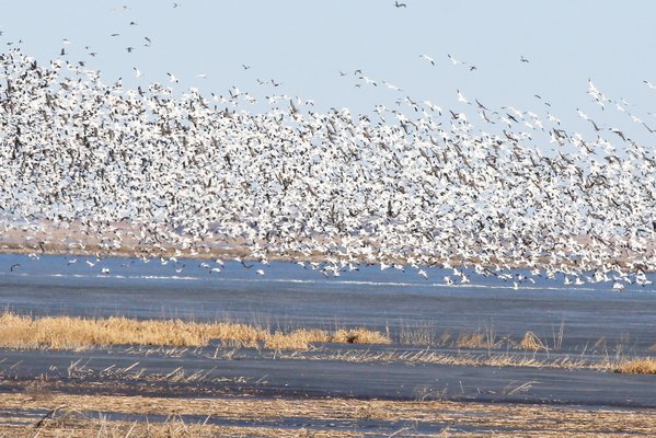 witt snow geese