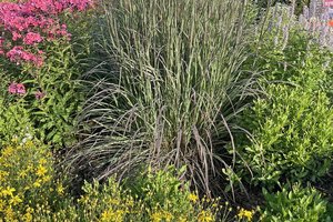 loc_lgp_myerscolumnpic