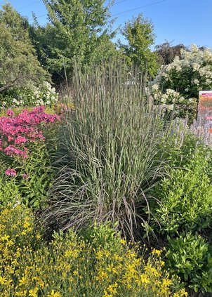 loc_lgp_myerscolumnpic