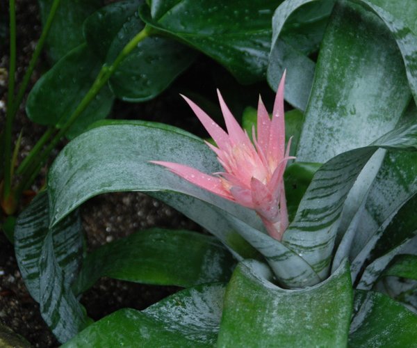 loc_lgp_myerscolumnpic