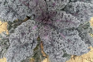 loc_lgp_myerscolumnpic