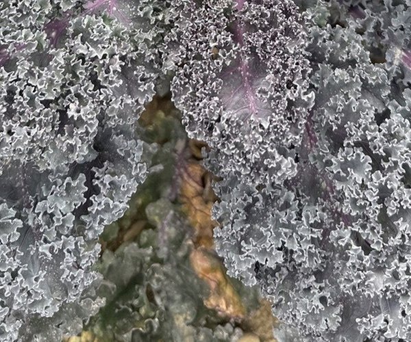 loc_lgp_myerscolumnpic