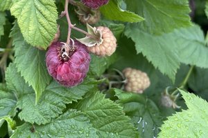 loc_lgp_myerscolumnpic