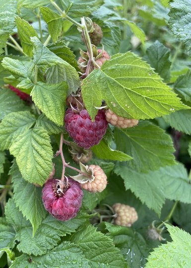 Boost your raspberry harvest with proper pruning