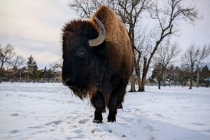 zoo bison in snow