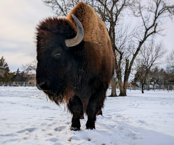 zoo bison in snow