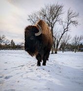 zoo bison in snow