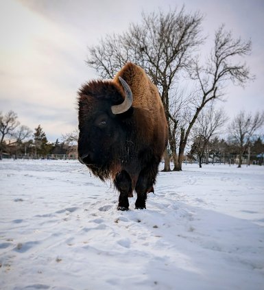 zoo bison in snow