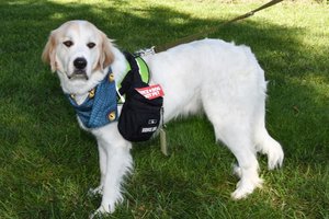 new_lgp_rosewoodservicedogpic