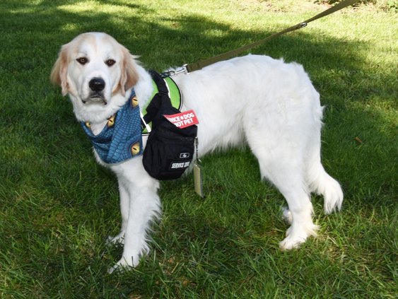 new_lgp_rosewoodservicedogpic