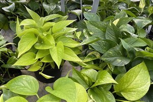 loc_lgp_myerscolumnpic