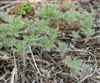 agri_lgp_campbellcolumnpic