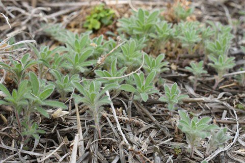 Pre-plant herbicide applications for Kochia control