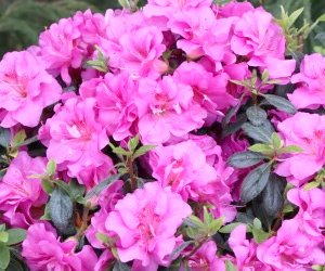 loc_lgp_myerscolumnpic