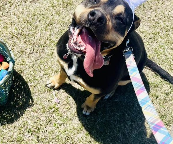 new_lgp_pawesomeeasteregghuntpic