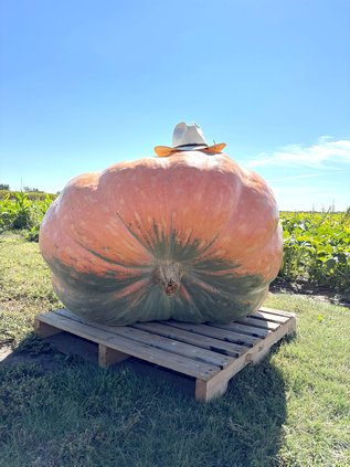 long pumpkin 1