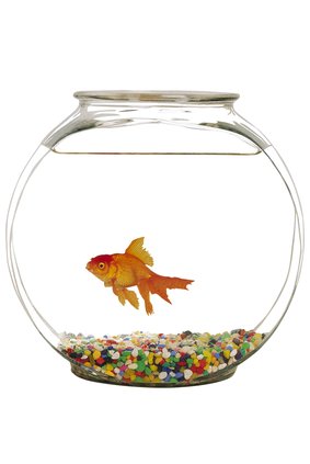 Here's your 'Viewpoint' on A.I.