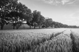agri_lgp_wheatfield