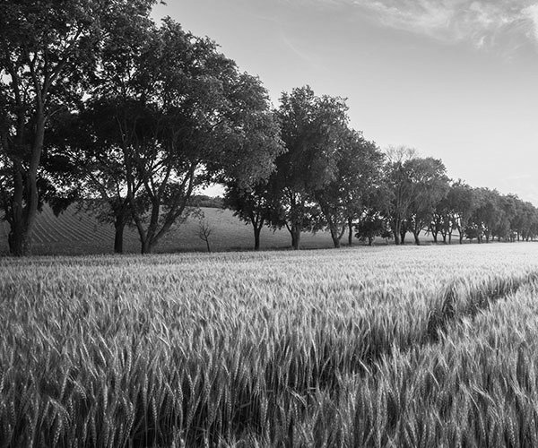 agri_lgp_wheatfield