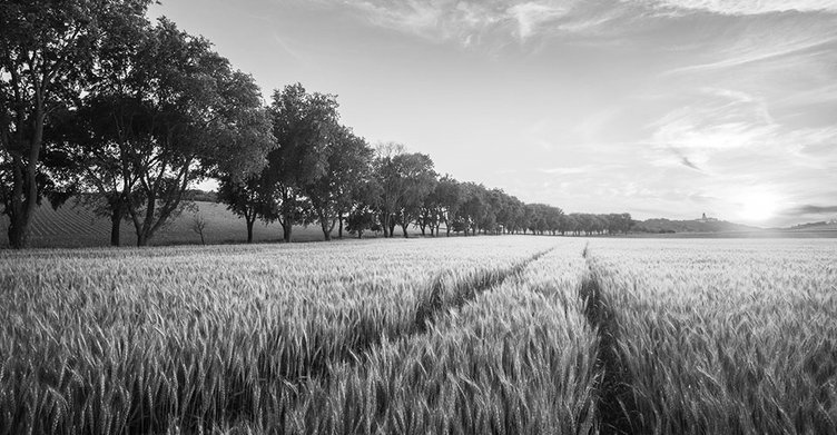 agri_lgp_wheatfield