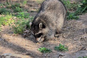 reggie raccoon 2026