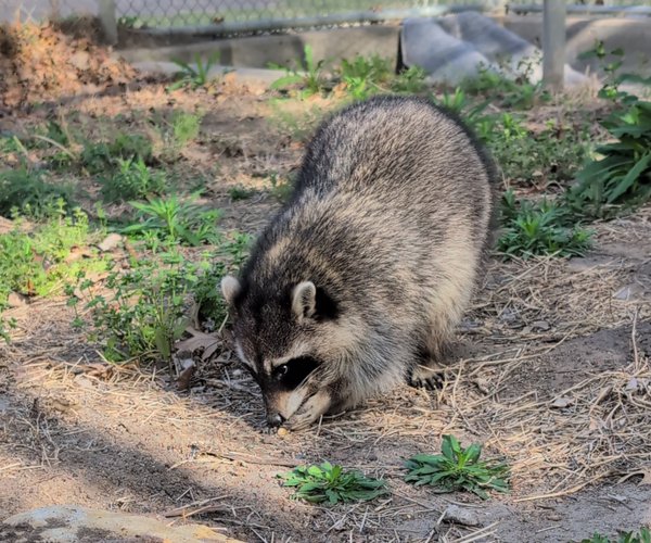 reggie raccoon 2026