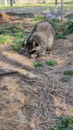 reggie raccoon 2026