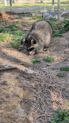 reggie raccoon 2026