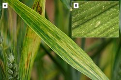 agri_lgp_campbellcolumnpic