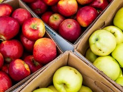 Apples