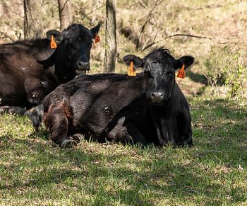 agri_lgp_cattlechatpic