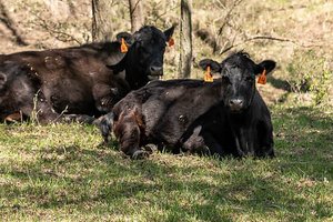 agri_lgp_cattlechatpic
